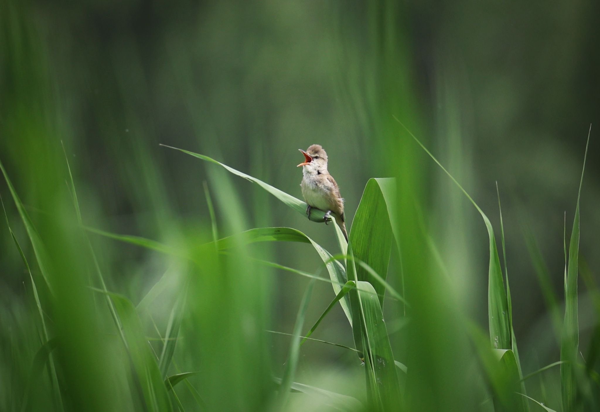 2025年5月12日,奧林匹克森林公園,一隻東方大葦鶯在蘆葦上鳴唱。新京報記者 薛珺 攝