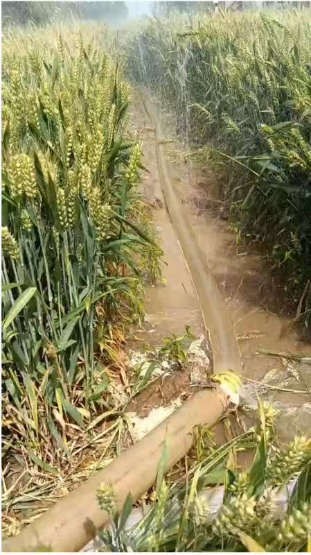 河南周口農戶家澆過兩次水的麥子長勢良好。 受訪者供圖