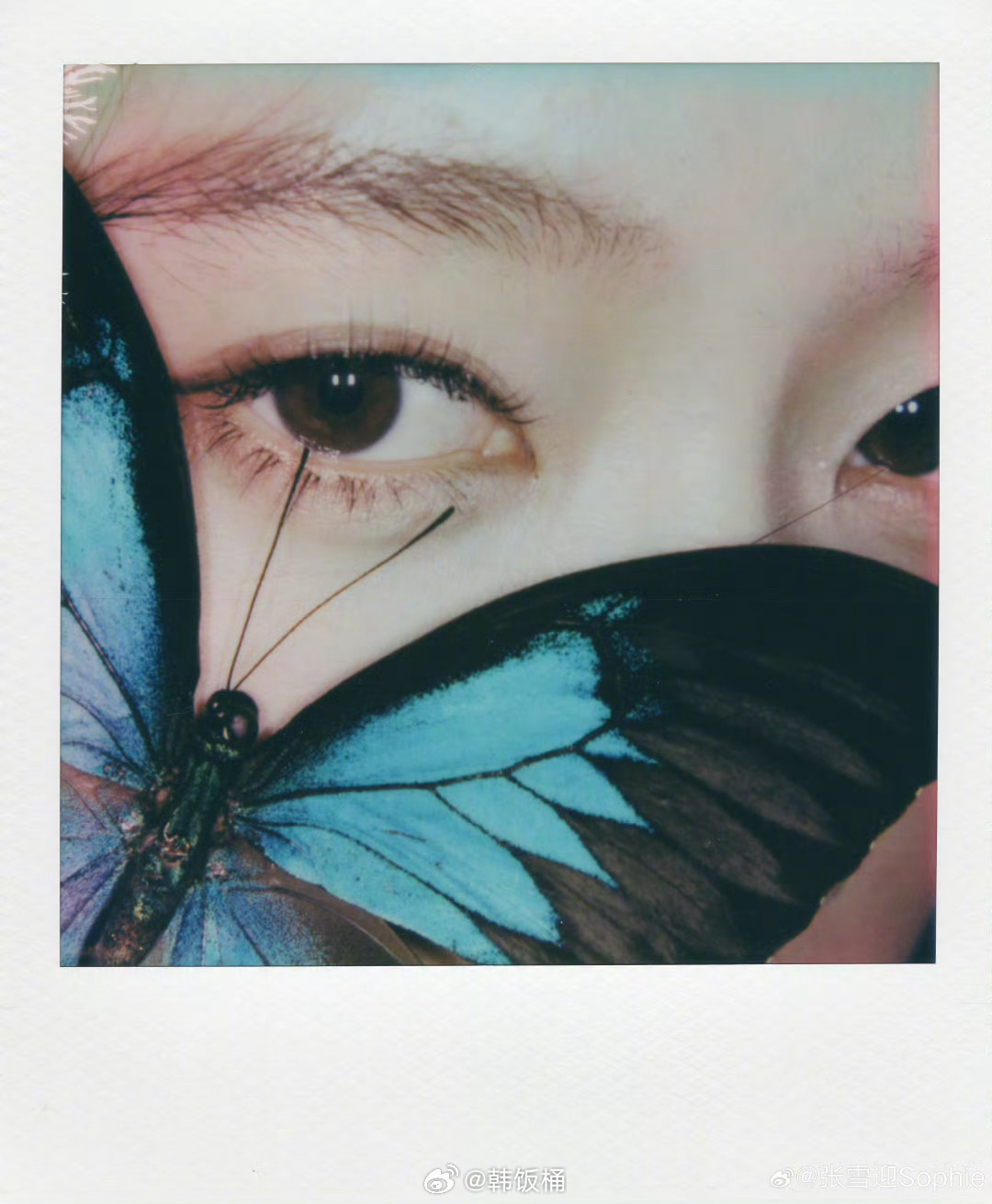 蝴蝶加的好绝！这么美奖励你多进几个组