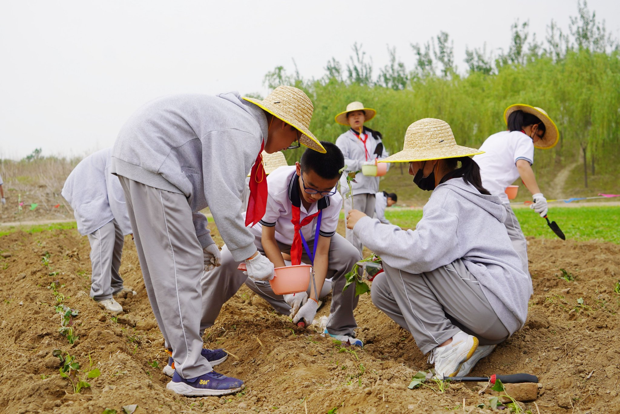 「小田長」們學習種植紅薯。金盞鄉供圖