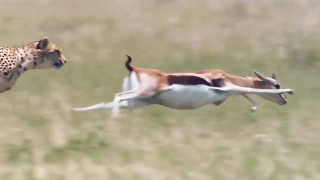 弱肉强食的动物世界 简直令人难以置信，这是豹子捕捉羚羊的真实画面
