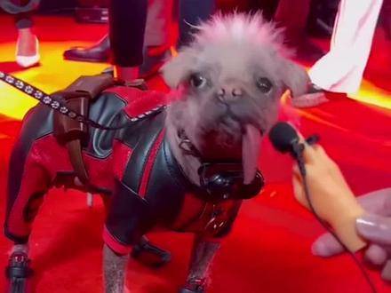 好有特色的狗宝宝！狗狗Peggy曾荣获“英国最丑狗狗”之称号！