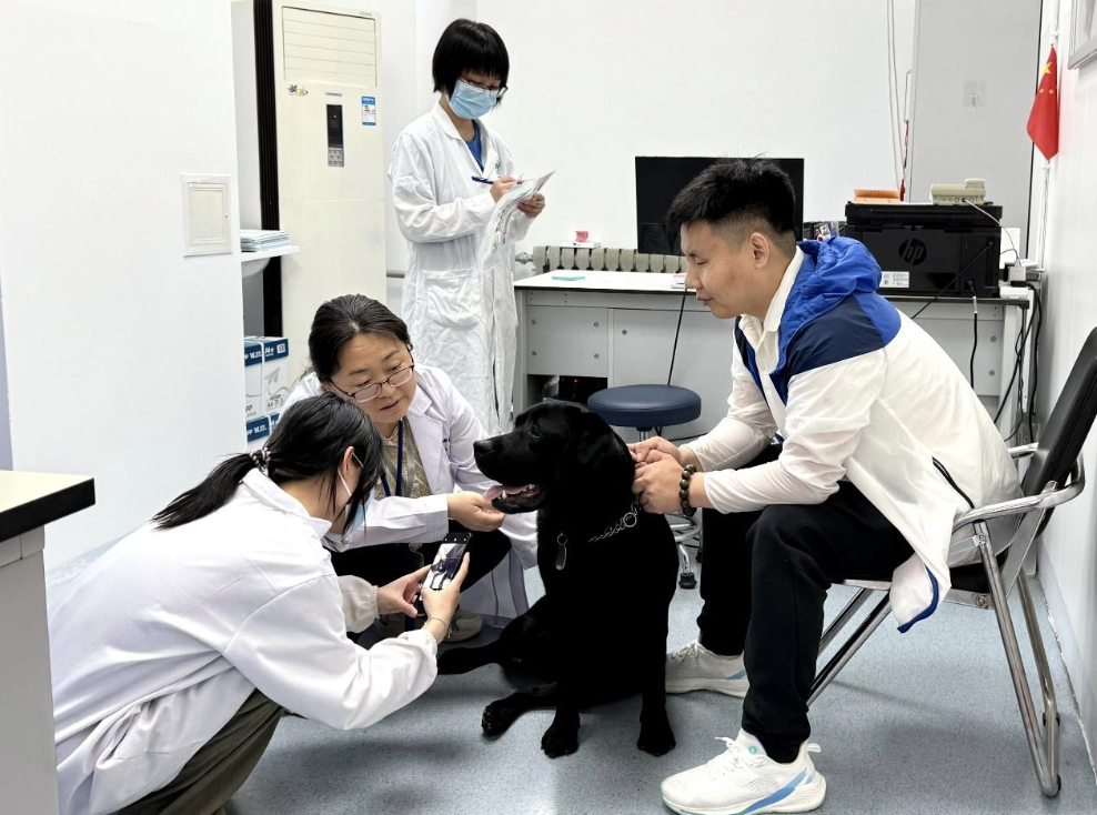 工作人員為13只北京市在役導盲犬提供免費體檢。受訪者供圖