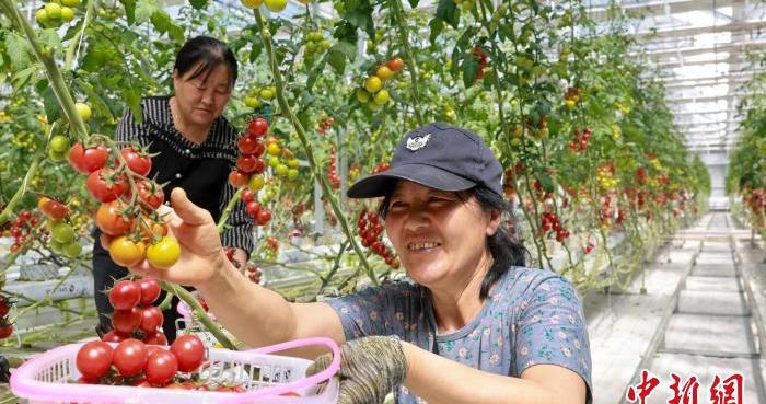 （乡村行·看振兴）农田里的“五彩画”：北方游牧地解锁农业新业态