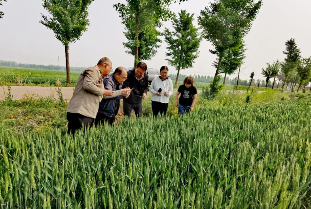 農技人員深入田間。圖片來源:順義農工微信公眾號