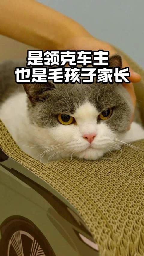 猫咪也有专属座驾