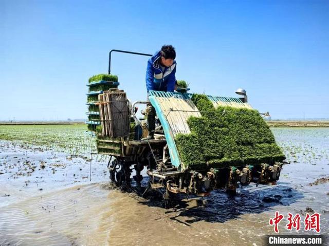 工作人员往无人驾驶插秧机上面放置秧苗。沈北新区委宣传部供图