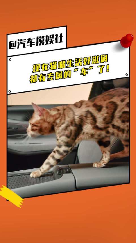 现在猫咪生活好滋润，都有专属的“车”了！领克07 领克08