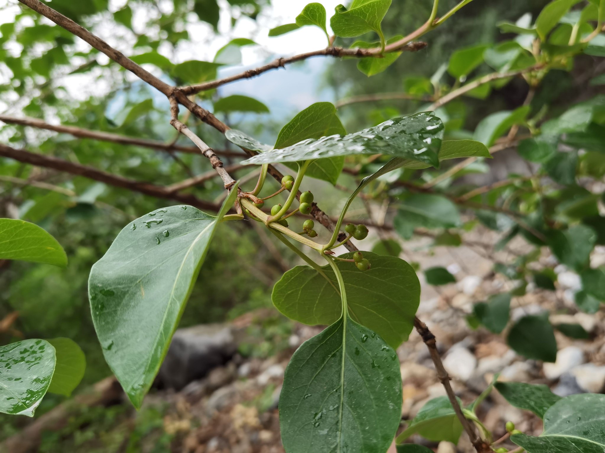 丁香葉忍冬。北京市園林綠化局供圖