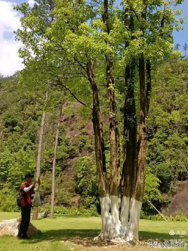 温州这个免费的森林公园和山水秘境,你知道有多少条瀑布吗?