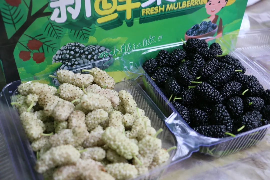 桑葚豐收。圖片來源:紅穀山東莊微信公眾號