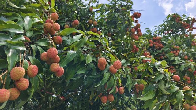 5月22日，茂名高州根子镇贡园的荔枝即将全面成熟。 澎湃新闻记者 王岱玉 图