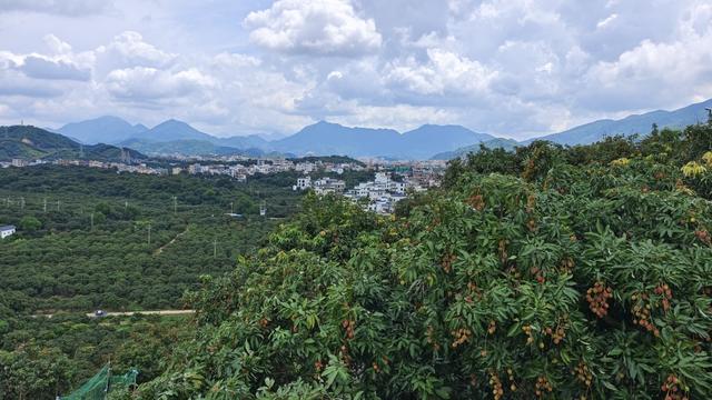 5月22日，“中国荔枝第一镇”茂名高州根子镇掩映在成片荔枝林下。 澎湃新闻记者 王岱玉 图