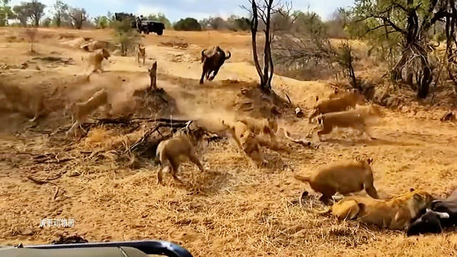 团结的野牛从不放弃自己的同伴，狮子野牛大战！