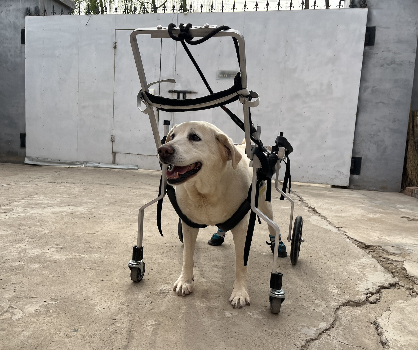 一隻寄養中心的老年犬，在特製工具的輔助下走路。 新京報記者 秦冰 攝