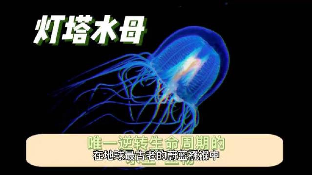 灯塔水母可返老还童，科学家研究其独特生命周期