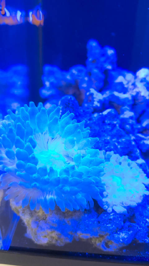 因为海底总动员这个电影，养了他们~ 我们也有海缸啦！