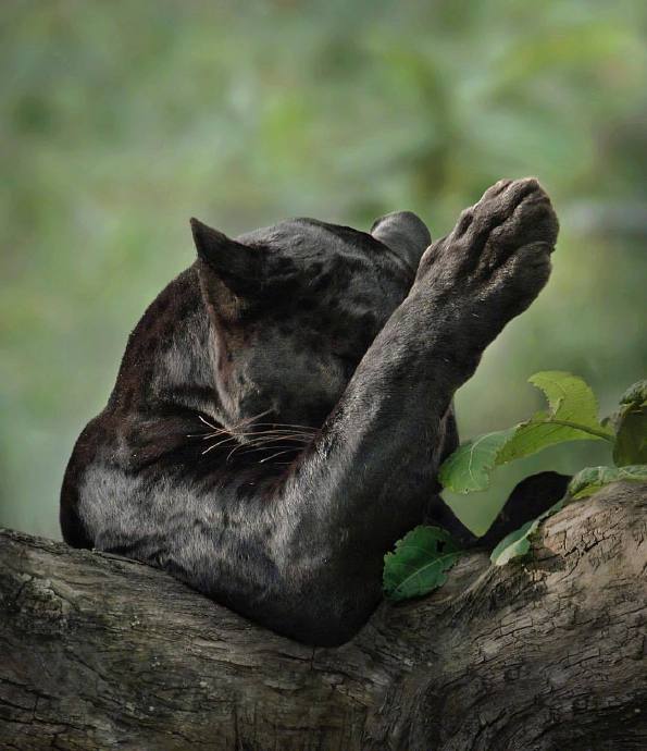 摄影师Shaaz Jung镜头捕捉黑豹神秘优雅力量