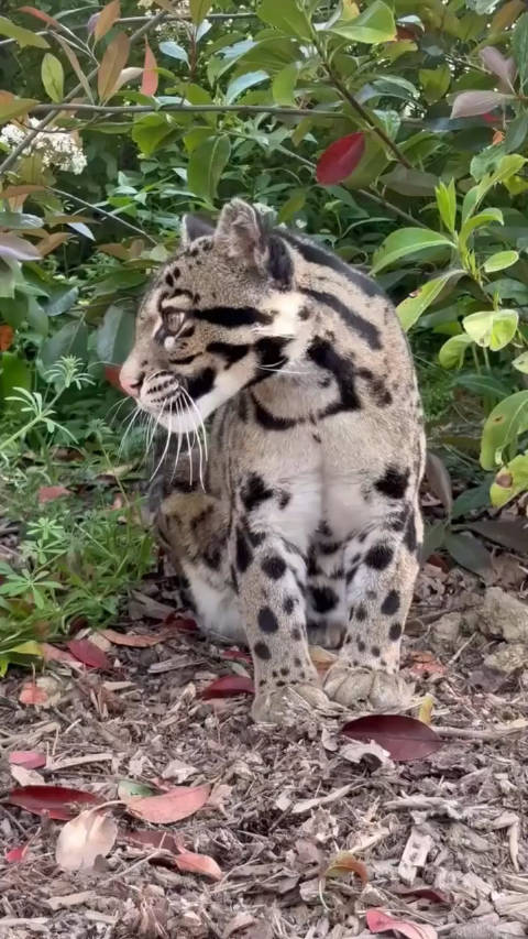 英国雌性云豹晴天罕见现身，独特云纹皮毛引关注