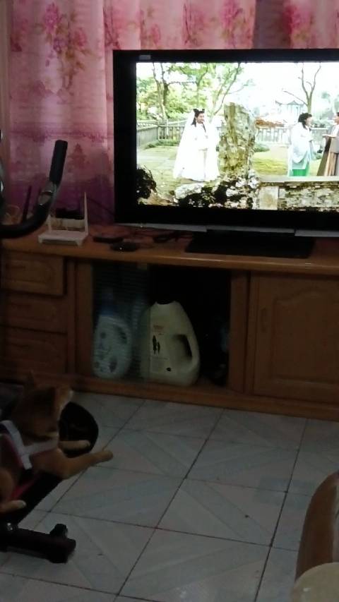 我家狗狗看《新白娘子传奇》看的好认真啊，果然经典之作狗狗都喜欢！