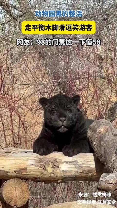 动物园黑豹整活，走平衡木脚滑逗笑游客，网友：98的门票这下值58