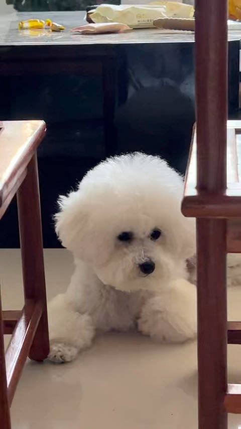 天注定我就是要养狗的