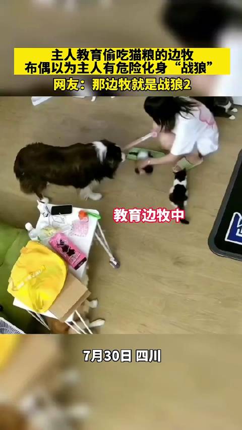 边牧偷吃猫粮遭教育，布偶护主变身战狼