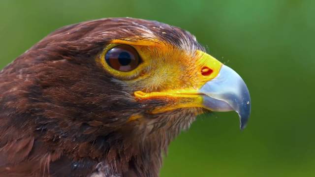 群体狩猎的鹰 The Pack-hunting Hawk 纪录片品鉴团