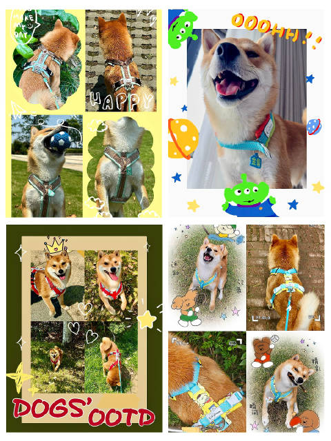 我的宝尊嘟很可爱呀 阳光金果萌力出击