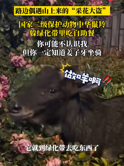 “四不像”在绿化带里吃自助餐？