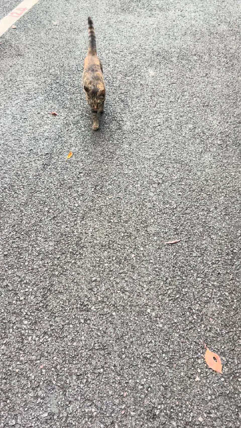 我们相遇一年了 也没能给你一个家 想到对阿杜的承诺 心里常觉愧疚 倒是你