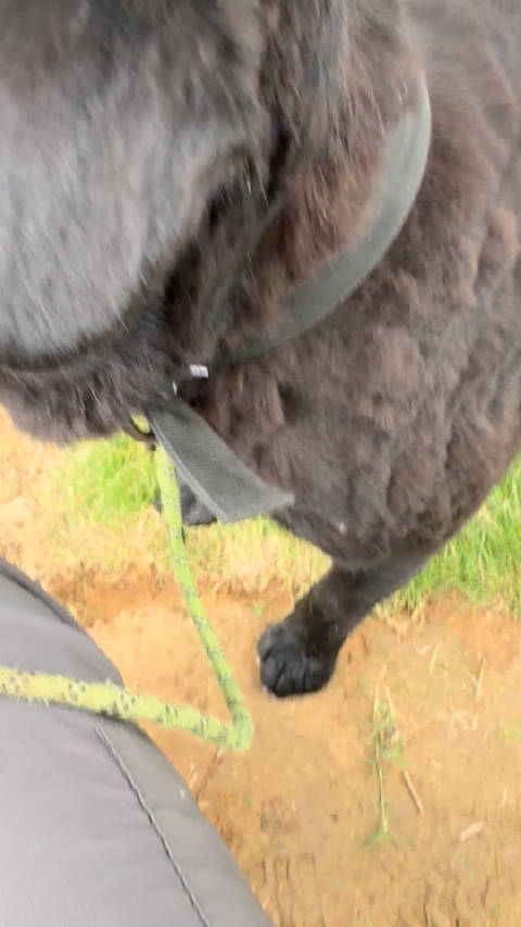 黑豹掉毛季！一撮一大把！我给它剪的毛很难看，咋一看像卷毛呢(＾◡＾)っ✄