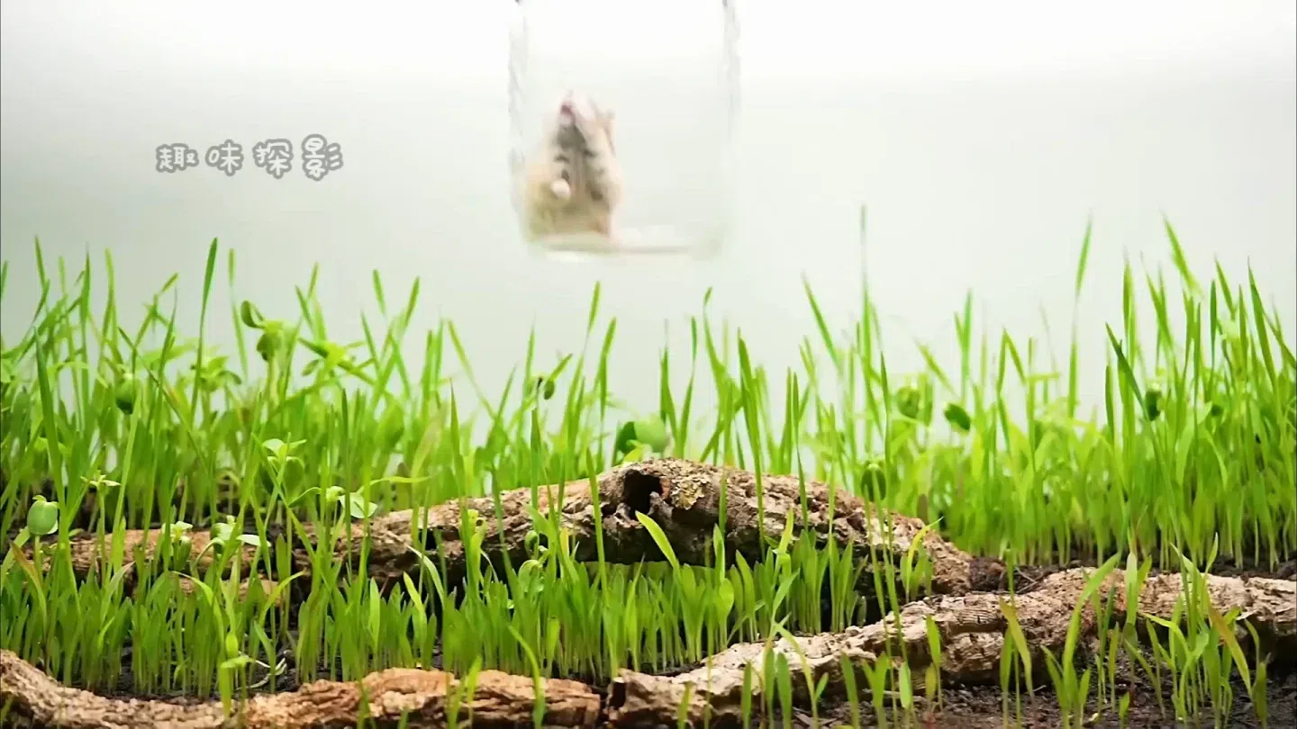 动物版“楚门的世界”：仓鼠凯伦能否在野外生存挑战中成功？