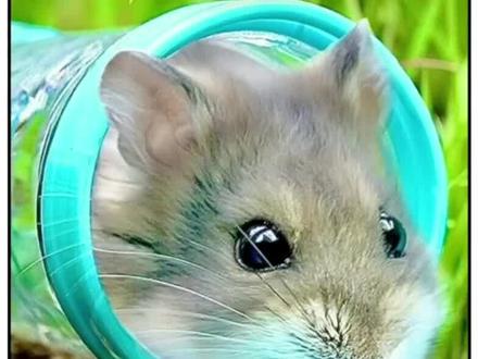 动物版楚门的世界，测试人工饲养的仓鼠能否在野外生存