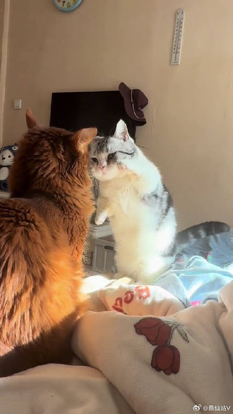 绵绵：叶问，请指教__猫咪的日常