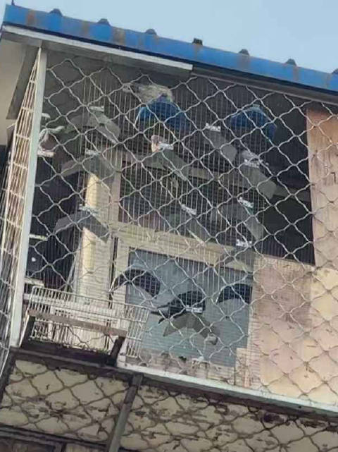 北京一居民楼顶养两百多只鸽子，楼下住户饱受鸽粪鸽毛困扰