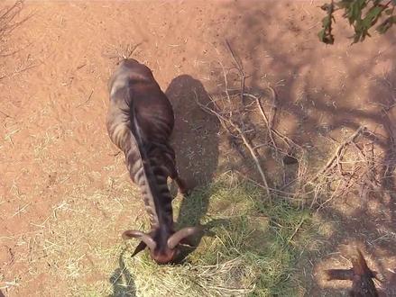 猎人用长矛狩猎引关注