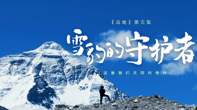 致敬海拔4000米雪线上的雪豹守护者