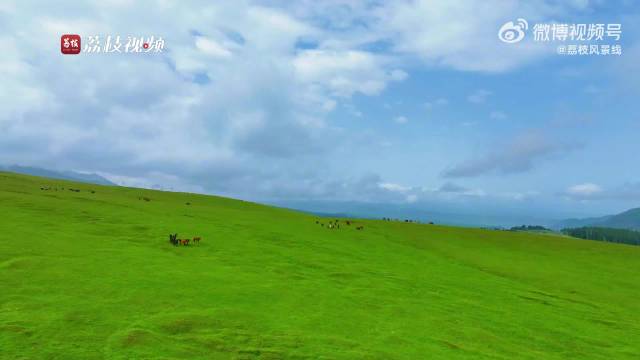 初夏的新疆草原有多美