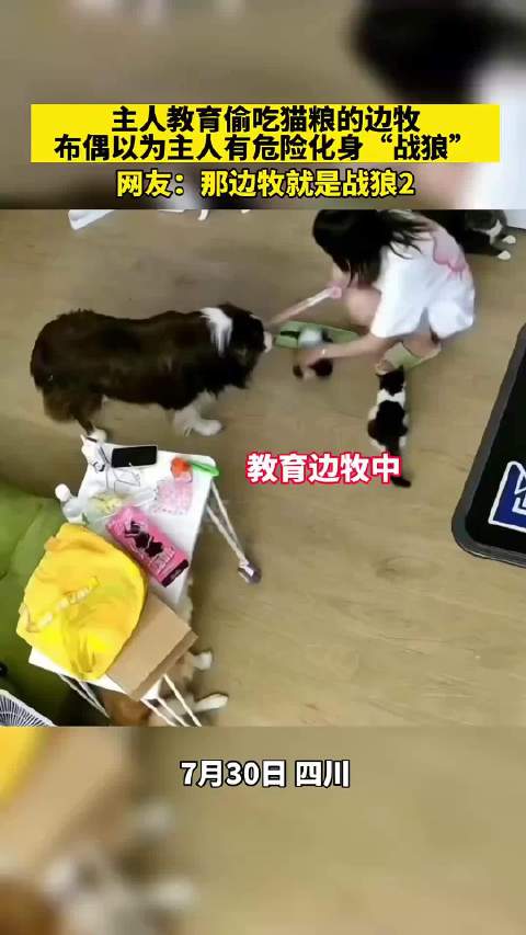 主人教育偷吃猫粮的边牧，布偶以为至人看危险化身“战狼”！