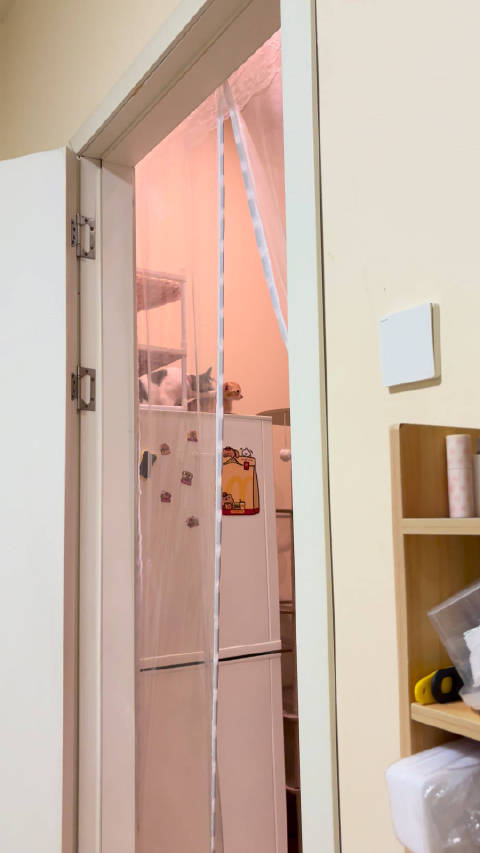 和我妈打视频一一介绍我的猫 我妈说捷豹快把轟轟咬死了