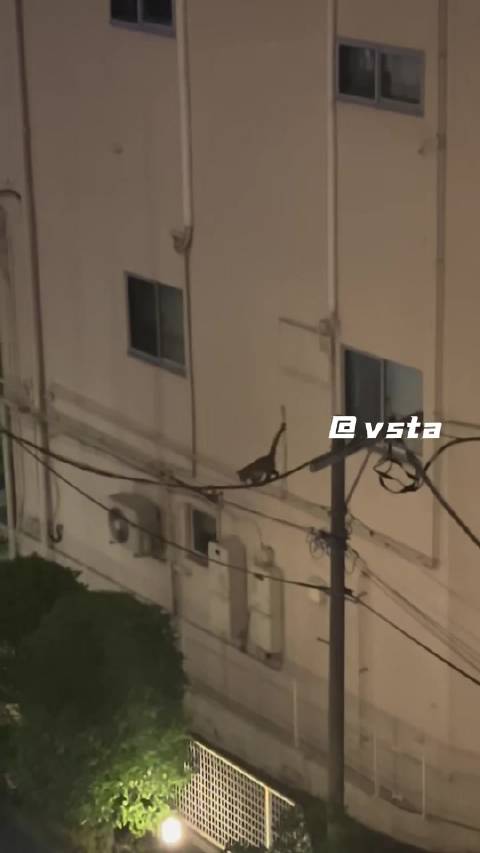 半夜执行碟中谍任务的小猫咪 真应验了那句：我顺着电丝找到你家去揍你 ！