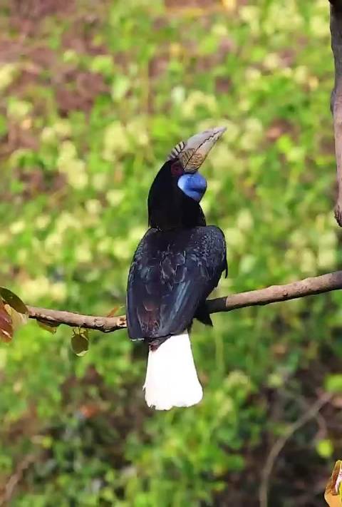 花冠皱盔犀鸟育雏期雄鸟喂养母鸟幼鸟