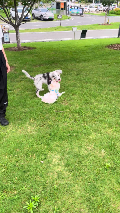 冬冬交到新朋友啦！ 一只帅气的陨石边 糖宝