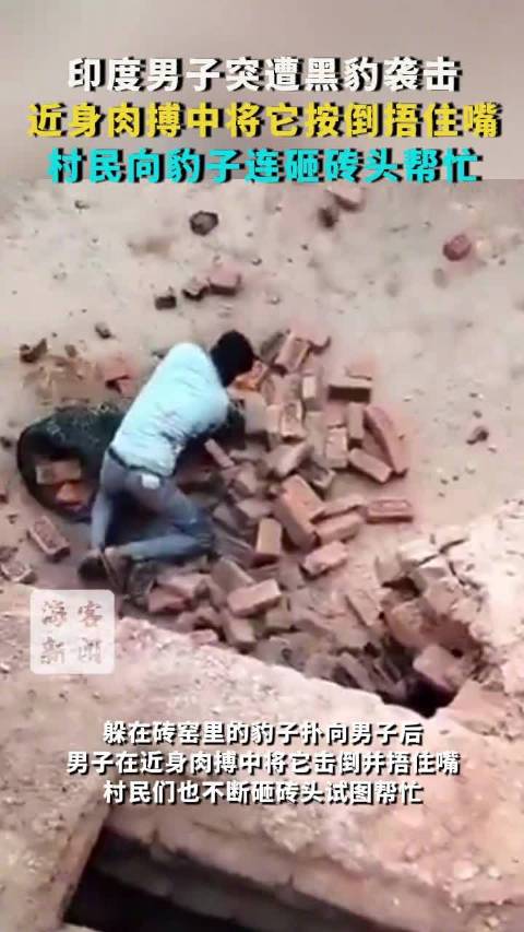 印度男子遭黑豹袭击近身肉博中将它按倒并捂住嘴，村民向豹子连砸砖头帮忙