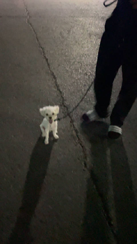 小小的一只狗儿砸 被黑衣人军事化训练