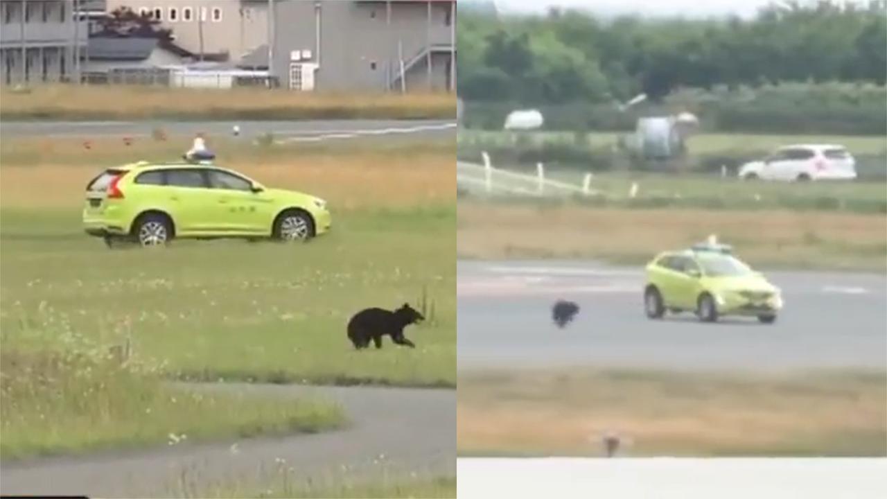 日本一机场上演“熊出没”