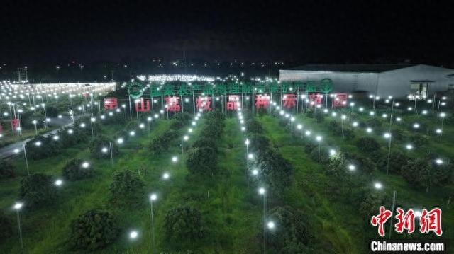 荔枝种植园采用“光驱避”蛀蒂虫绿色防控技术。南方电网广西电网公司供图