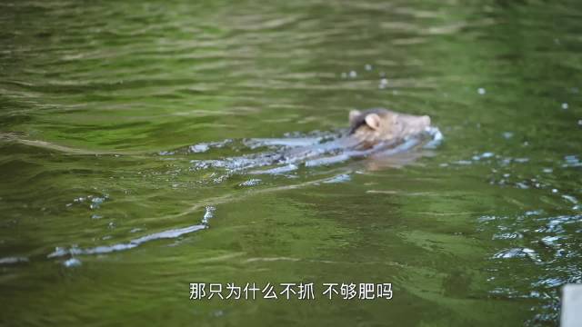 亚马逊原住民弓箭狩猎野猪，展现千年生存智慧