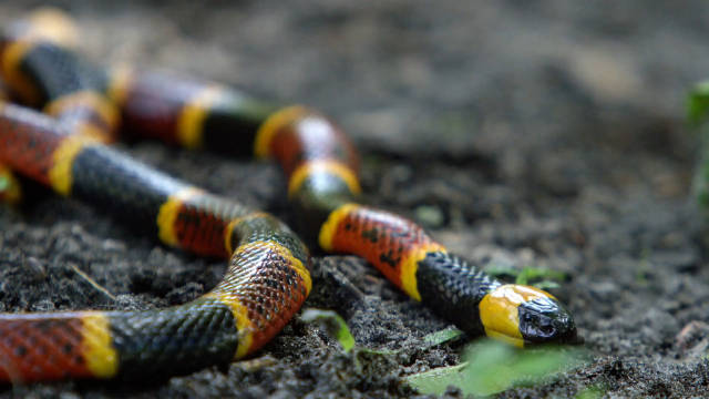 珊瑚蛇的警告 The Warning Colors of the Coral Snake 纪录片品鉴团